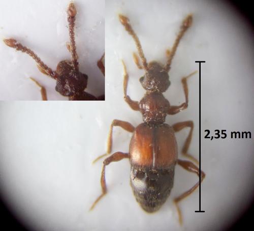 Réf. 216 686 : Batrisodes delaporti